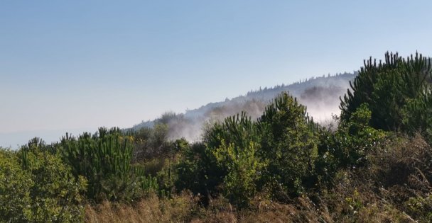 Gebze'de mesire alanında çıkan yangında çam fidanları zarar gördü