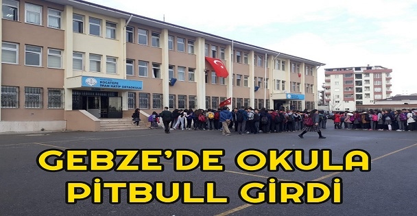 Gebze'de okula giren pitbull polis tarafından vuruldu