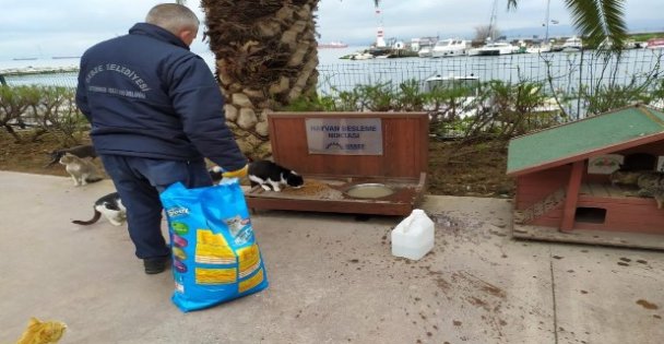 Gebze'de sokak hayvanları unutulmadı