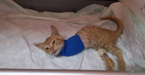 Gebze'de yaralı halde bulunan kedi yavrusu cerrahi müdahaleye rağmen 2 bacağını kaybetti