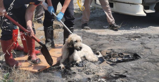Gebzede zifte yapışan köpek kurtarıldı