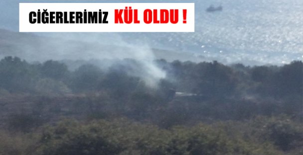 Gebze'nin Ciğerleri Kül Oldu!