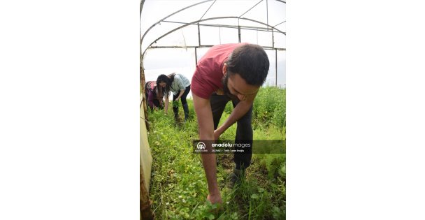 Genç girişimci organik tarıma kazandırdığı atıl arazide 20 kişiye istihdam sağladı