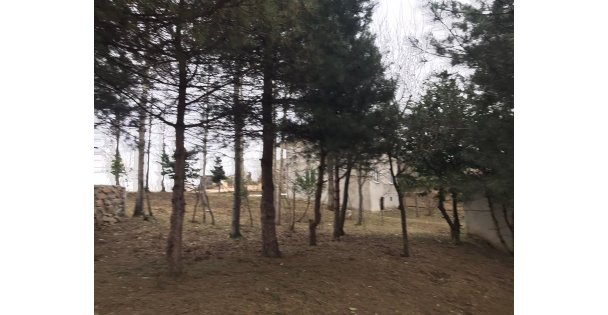 Giresun'da Atalarım Ve Şehitlerimiz İçin Kiraz Fidanı Diktim