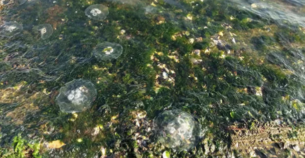 Gölcük sahilinde görülen deniz anası yoğunluğu azaldı