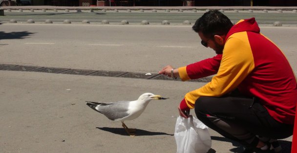 Görenler Şaşırıyor: Martı İle Esnafın Tebessüm Ettiren Dostluğu