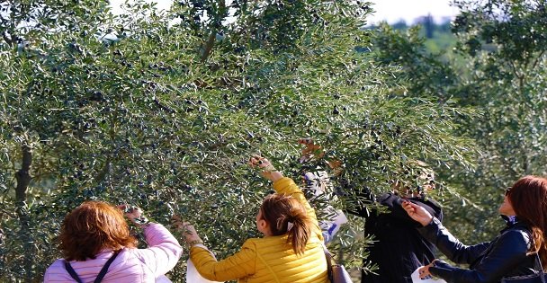 GTÜ'de zeytin hasadı