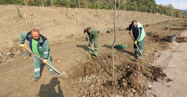 Hafriyat alanları 9 bin ağaçla yeşillendi