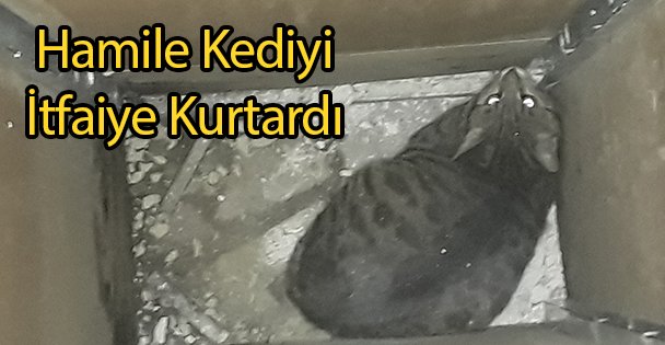 Hamile Kediyi İtfaiye Kurtardı