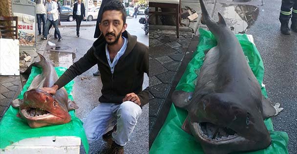 Hamsi için attıkları ağa köpek balığı takıldı