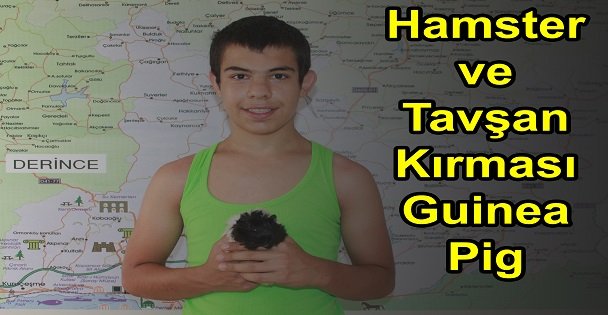 Hamster ve Tavşan Kırması Guinea Pig Nedir