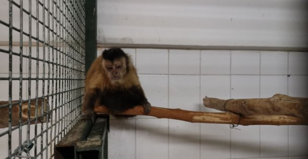 Hayvanat bahçesinden kaçan maymun elektrik akımına kapılınca yakalandı