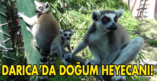 Hayvanat Bahçesi'nde doğum heyecanı