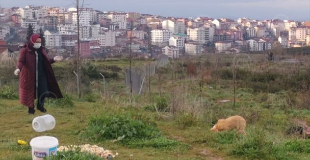 Hayvansever hemşire sokak hayvanlarını beslemek için her gün kilometrelerce yol katediyor