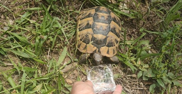 Hayvansever vatandaş bitkin halde bulduğu kaplumbağaya su içirdi