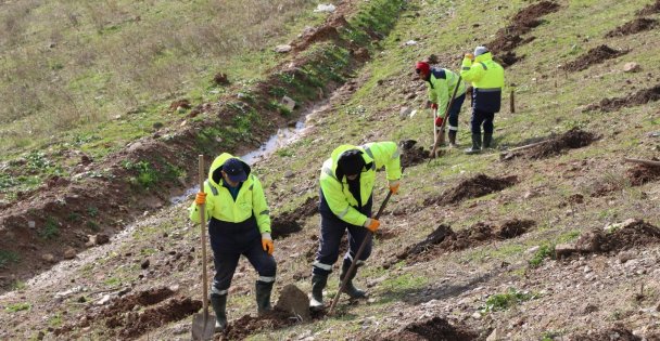 İlimtepe Dolgu Alanı Ağaçlandırılıyor