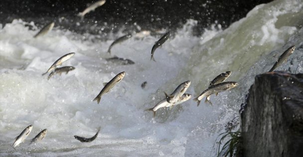 İnci kefalinin engel tanımayan yolculuğu başladı