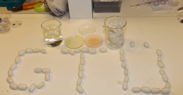 İpek kozasından yara bandı yaptı!