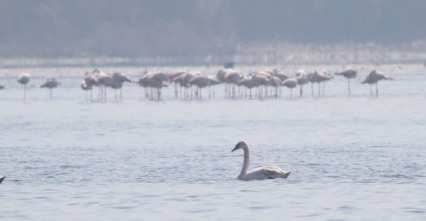 İzmit Körfezi flamingo ve kuğularla güzelleşti