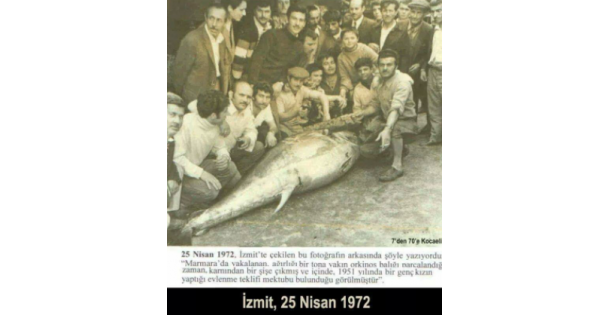 İzmit Körfezi'nde 50 Yıl Sonra Orkinos Heyecanı
