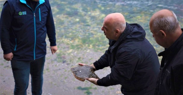 İzmit Körfezi'nde ağlara çipli kalkan balığı takıldı