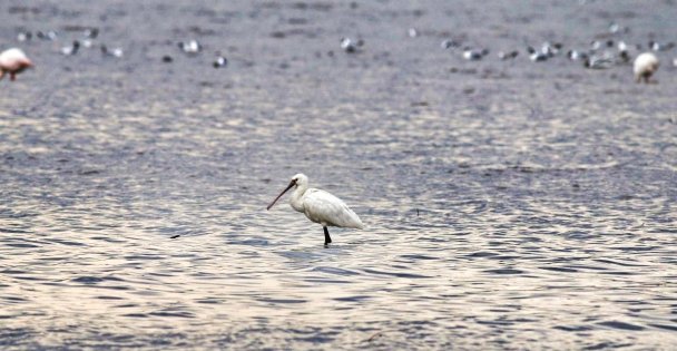 İzmit Körfezi'nde "kaşıkçı" kuşu görüntülendi