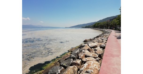 İzmit Körfezi'nde müsilaj etkisini sürdürüyor