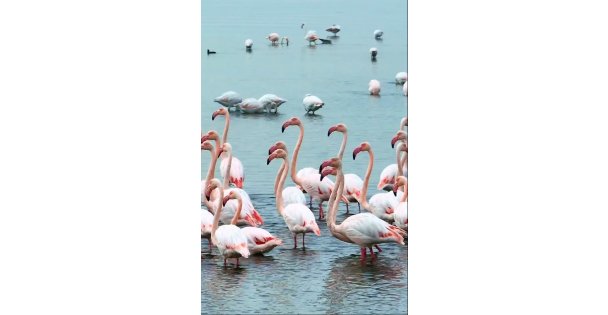 İzmit Körfezi'nde pembe flamingoların dansı