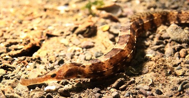 İzmit Körfezi'nin su altı yaşamı film olacak