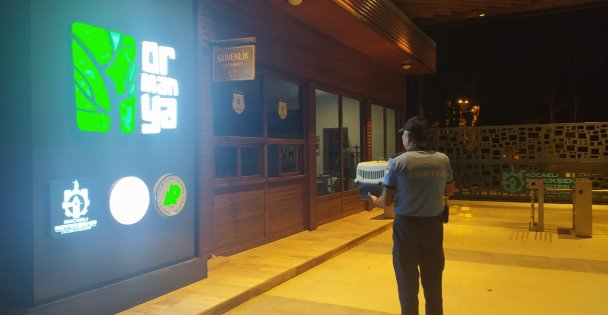 İzmit'te Bulunan Yaralı Ebabil Kuşu Ormanya'da Tedavi Edilecek
