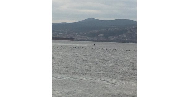 Kaçak midye avcılığı yapan 3 kişi yakalandı