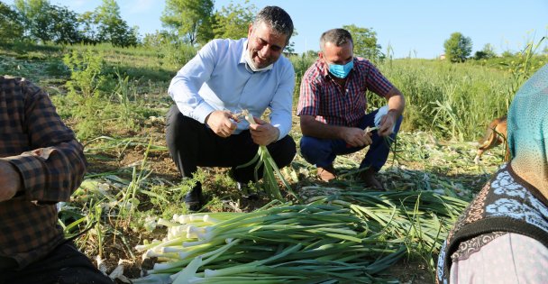 Kandıra Belediye Başkanı Adnan Turan, çiftçilerle pırasa hasadı yaptı