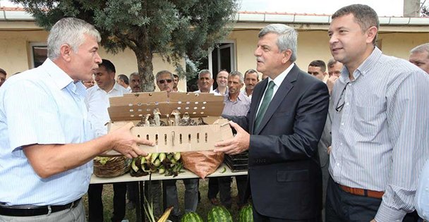 'Kandıra hindisi' yetiştiriciliği yaygınlaşıyor