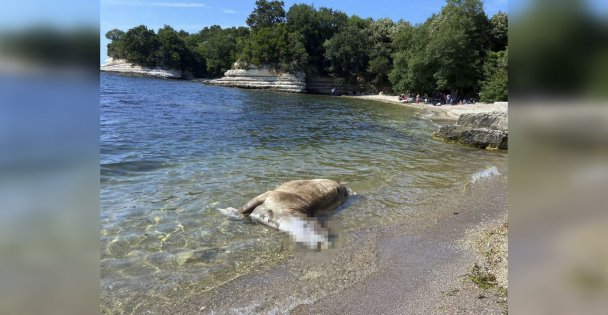 Kandıra'da sahile 4 büyükbaş ölüsü vurdu