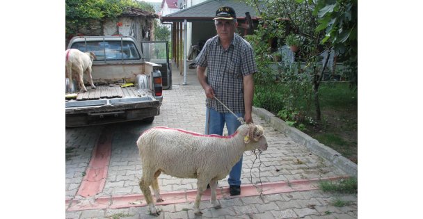 Kandıra'da şehit yakınlarına kurbanlık koç