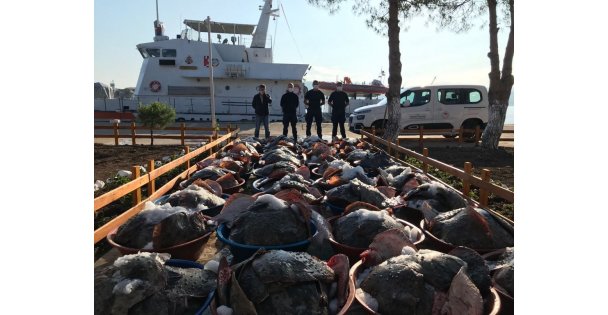 Kandıra'da yasak dönemde avlanan 3 ton kalkana el konuldu