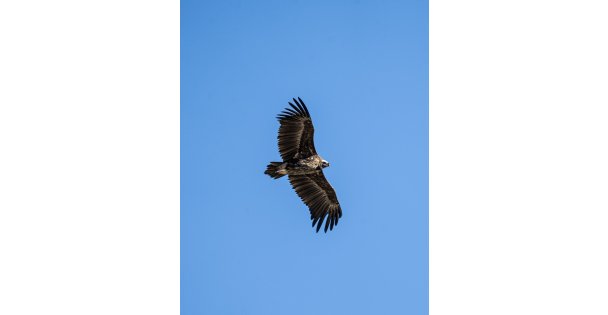 Kara Akbaba Kuzuyayla'da görüntülendi
