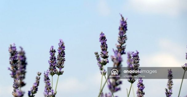 Karamürsel'de sezonun ilk lavanta hasadı yapıldı