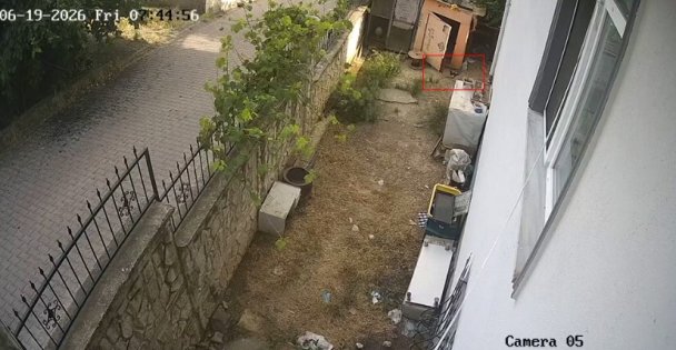 Karganın yumurta hırsızlığı kameraya yansıdı