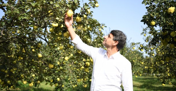 KARTEPE 'AYVA FESTİVALİ” İLE ŞENLENECEK