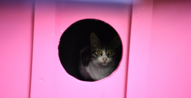 KARTEPE'DE KEDİ EVLER ÇOK GÜZEL OLDU  KARTEPE'DE SOKAK HAYVANLARINA ÖZEL İLGİ