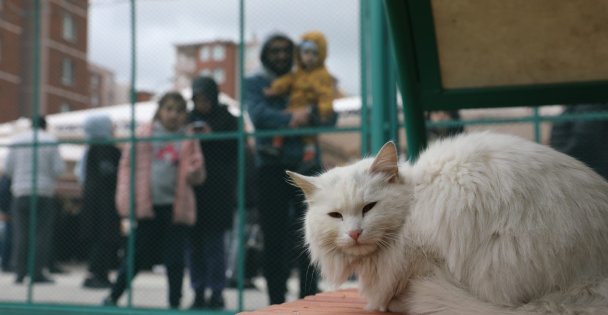 Kedi Kasabası Açıldı