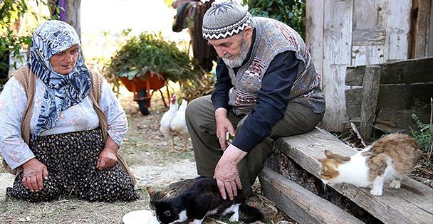 KEDİLERİ EVLAT SEVGİSİYLE BESLİYOR !