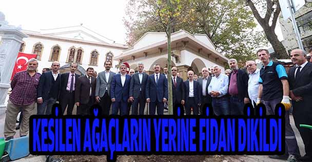 Kesilen asırlık ağacın yerine fidan dikildi