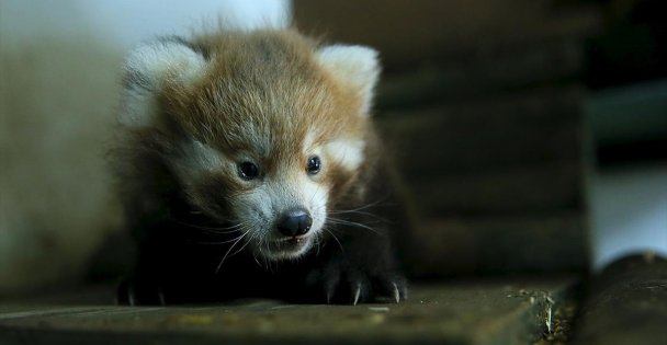 Kızıl pandalar ailenin yeni üyelerine kavuştu