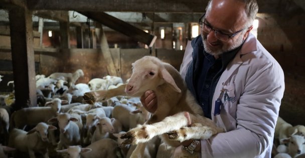 Kocaeli Büyükşehir'den hayvancılığa güçlü destek;  Damızlık koç desteği kuzulama oranlarında artış sağladı