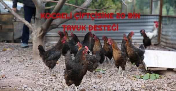 Kocaeli Çiftçisine 20 Bin Tavuk Desteği