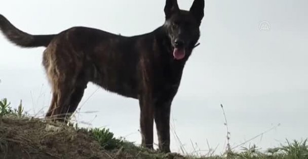 Kocaeli Emniyet Müdürlüğü Ölen Emekli Narkotik Köpeği İçin Klip Paylaştı