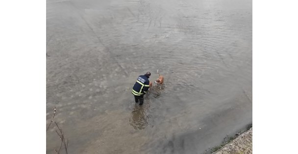 Kocaeli İtfaiyesi Dereden Kurtardıkları Köpekleri Elleriyle Kuruladı