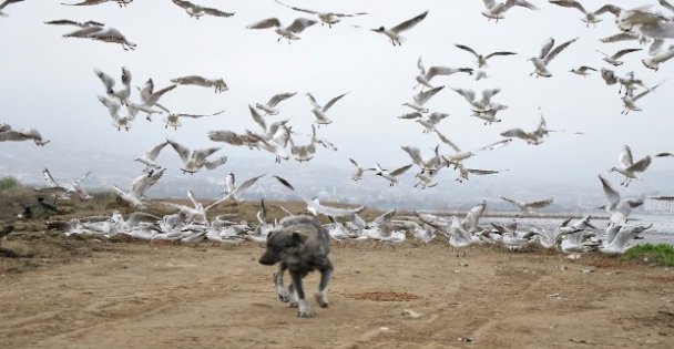 Kocaeli, yeni Kovid-19 tedbirleri